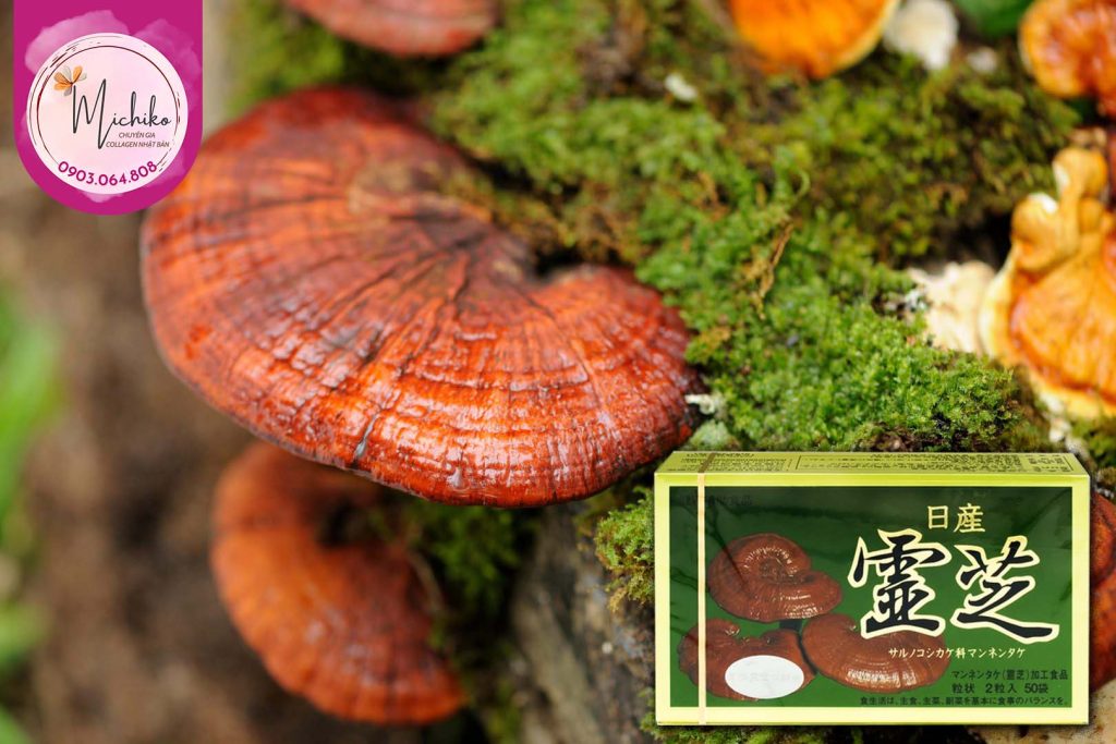 Nấm Linh Chi Reishi