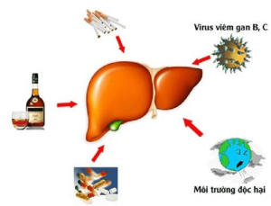 Viên Uống Giải Độc Gan Nichiei Bussan Liver Extract Sperm Ex Nano Nhật Bản - Michiko.vn
